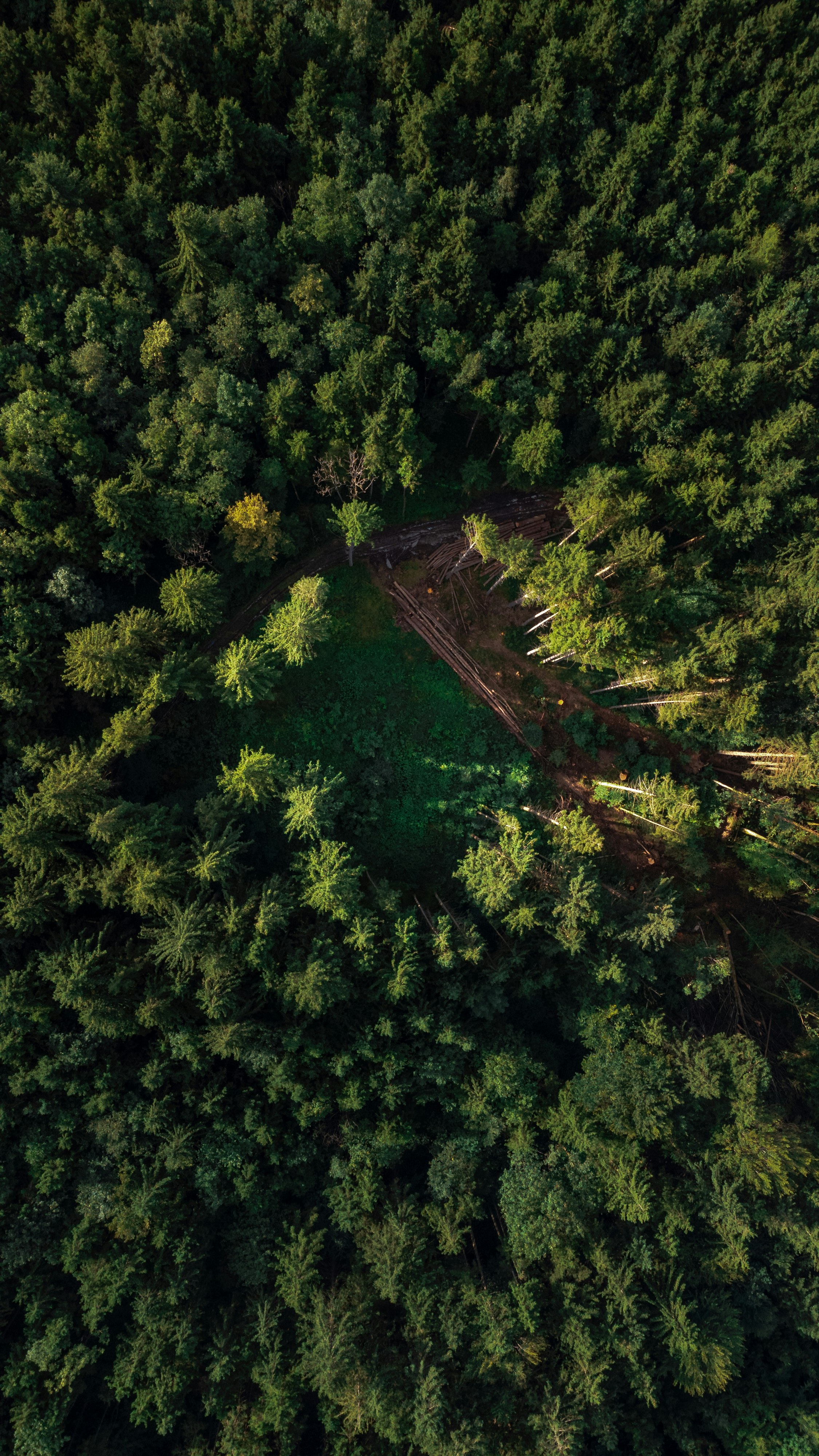 aerial view of green trees